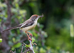 Apalis à front roux