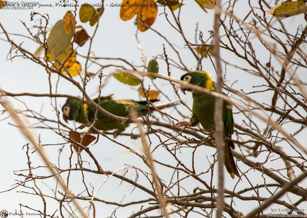 Golden-collared Macaw, identification, habitat