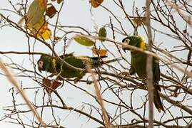 Golden-collared Macaw