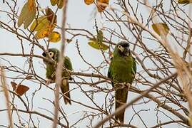 Golden-collared Macaw