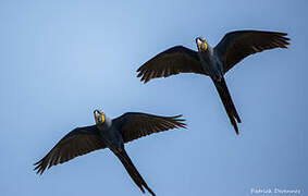 Hyacinth Macaw