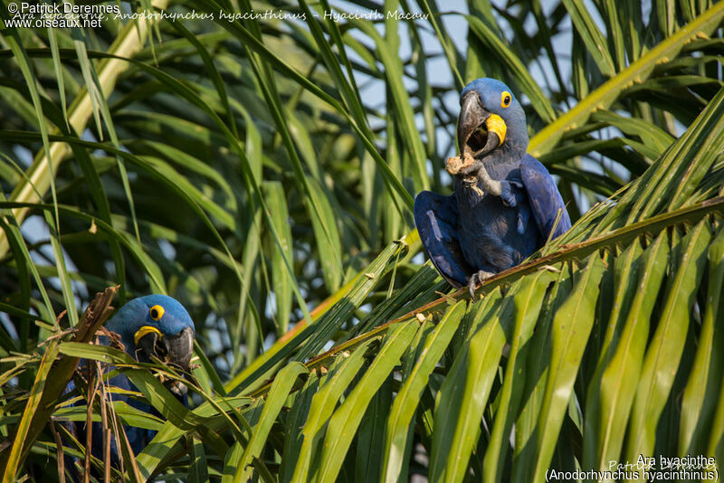 Hyacinth Macaw, identification, feeding habits, eats