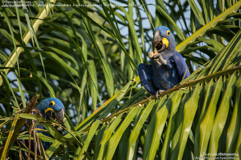 Hyacinth Macaw, identification, feeding habits, eats