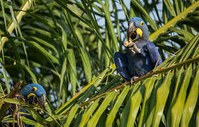 Hyacinth Macaw