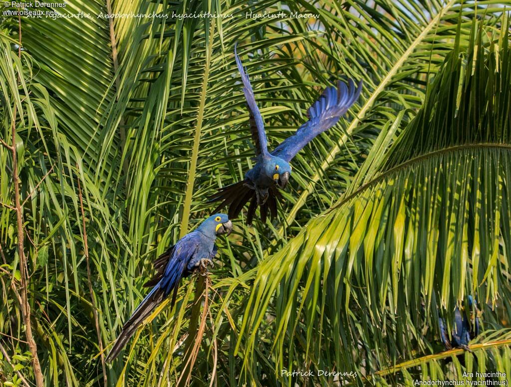 Hyacinth Macaw, Flight