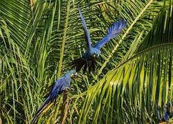 Hyacinth Macaw