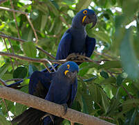 Hyacinth Macaw