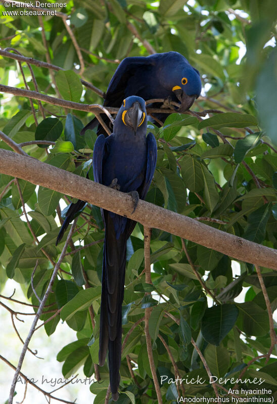 Hyacinth Macaw, identification, habitat