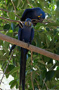 Hyacinth Macaw