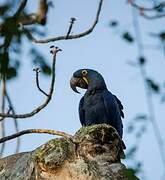 Hyacinth Macaw