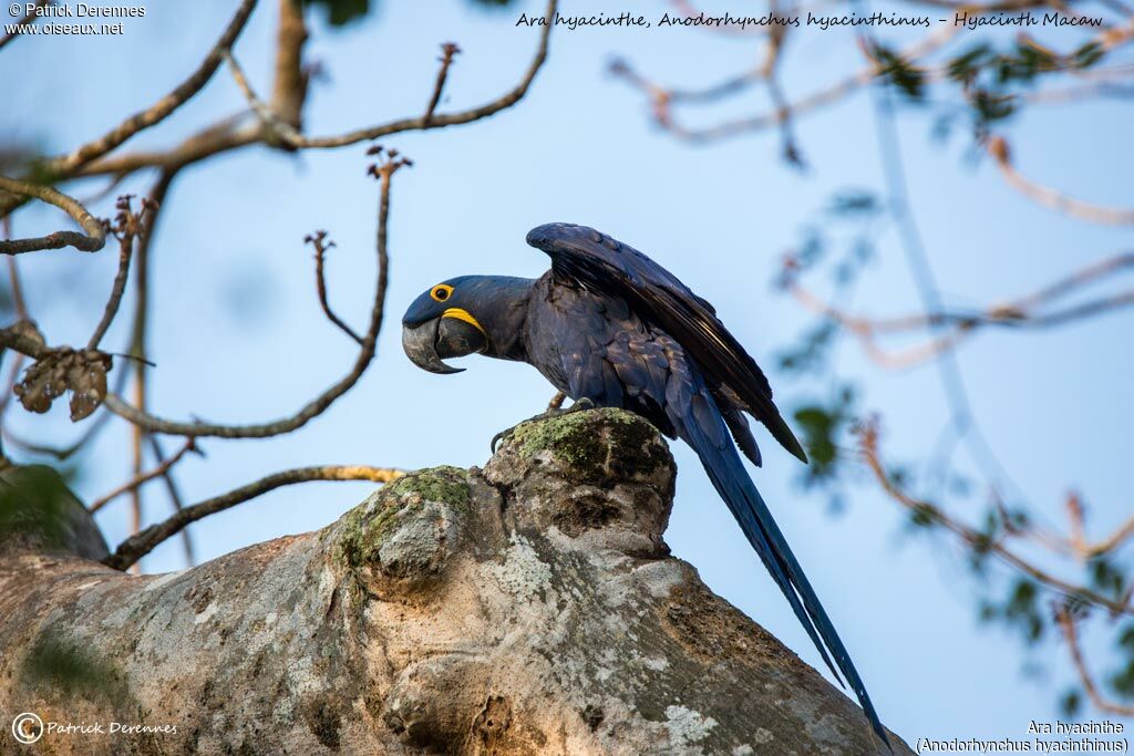 Hyacinth Macaw, identification, habitat