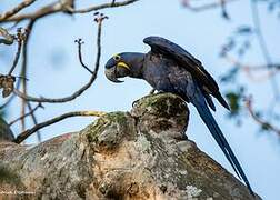 Hyacinth Macaw