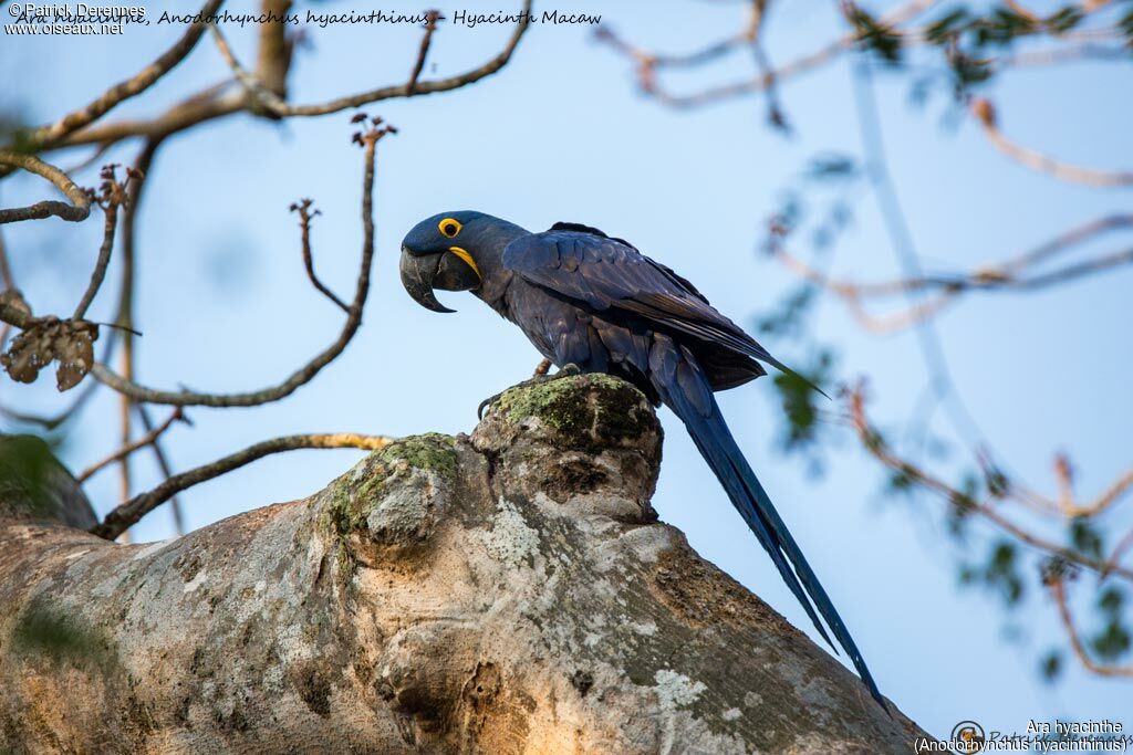 Hyacinth Macaw, identification, habitat