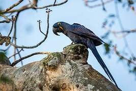 Hyacinth Macaw