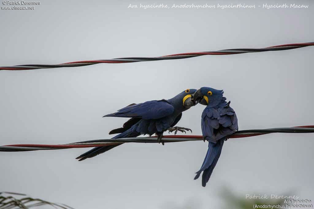 Hyacinth Macaw, identification, habitat