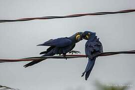 Hyacinth Macaw