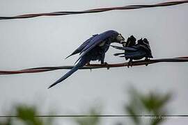 Hyacinth Macaw