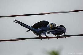 Hyacinth Macaw