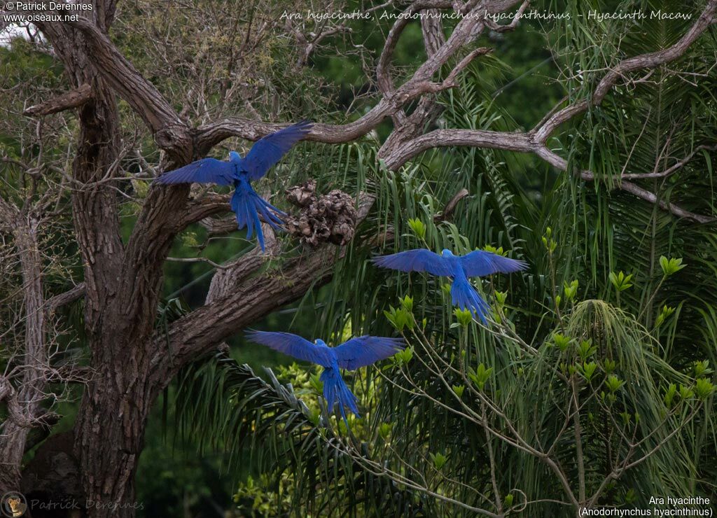 Hyacinth Macaw, identification, habitat, Flight