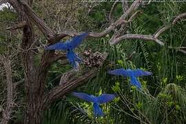 Hyacinth Macaw