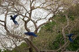 Hyacinth Macaw