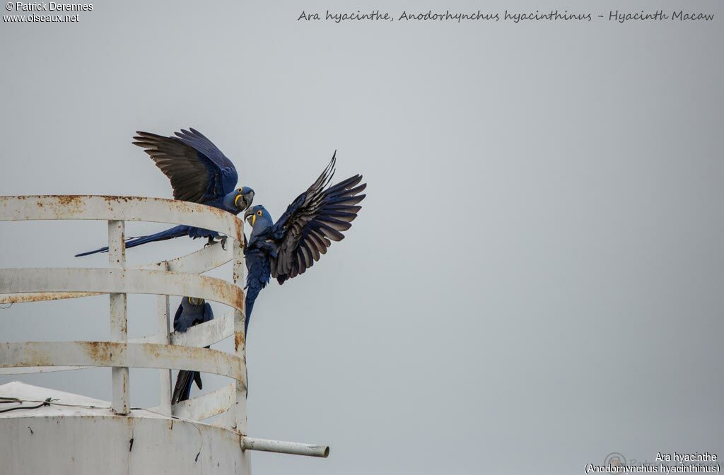 Hyacinth Macaw, identification