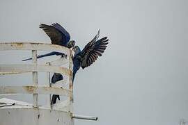 Hyacinth Macaw