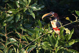 Chestnut-eared Aracari