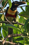 Chestnut-eared Aracari