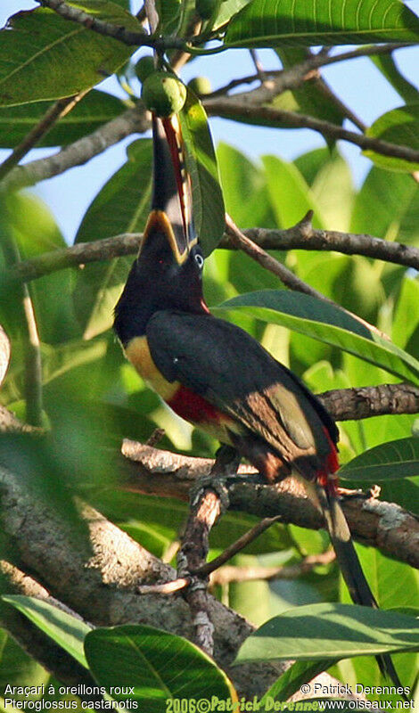 Araçari à oreillons rouxadulte nuptial