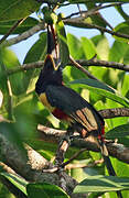 Chestnut-eared Aracari