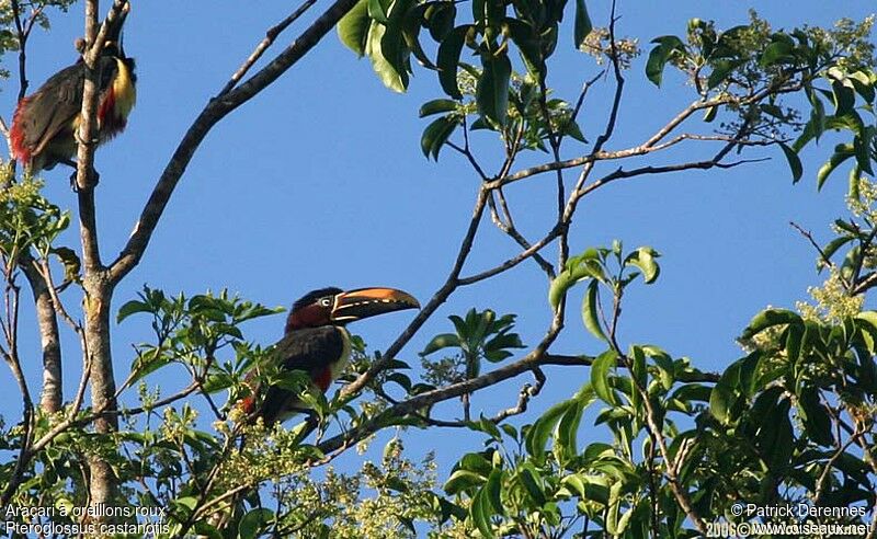 Chestnut-eared Aracariadult