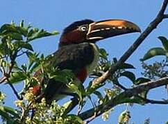 Chestnut-eared Aracari