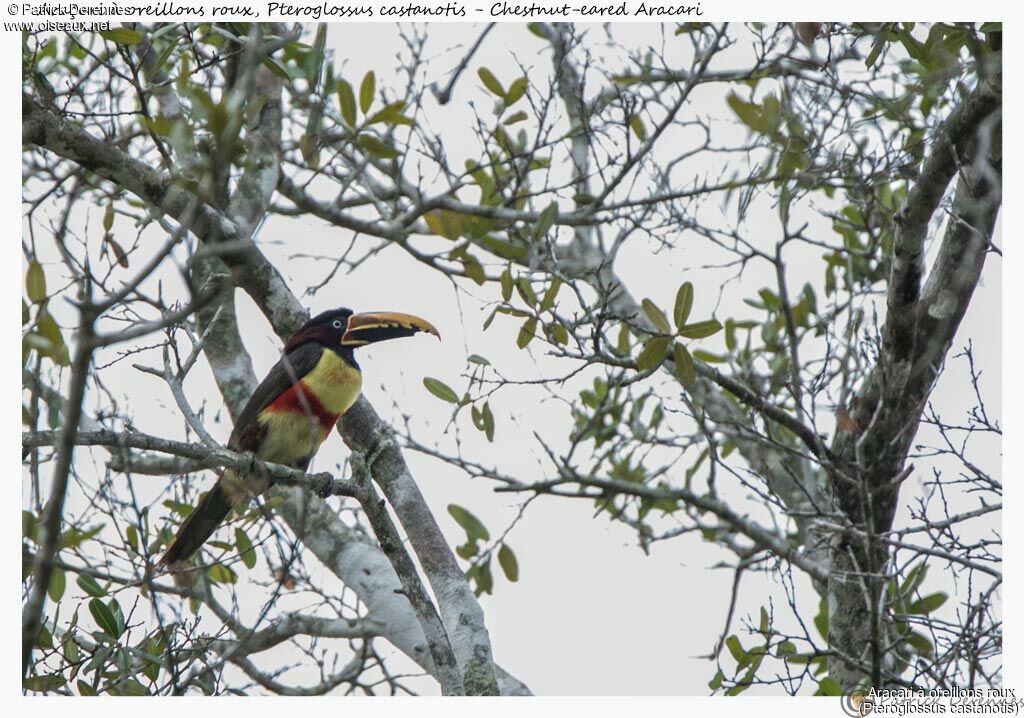 Chestnut-eared Aracari, identification, habitat