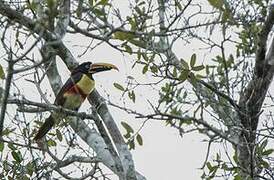 Chestnut-eared Aracari