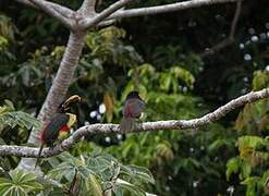 Chestnut-eared Aracari