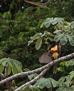 Chestnut-eared Aracari