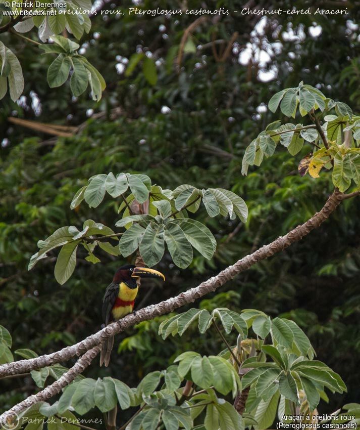 Chestnut-eared Aracari, identification, habitat