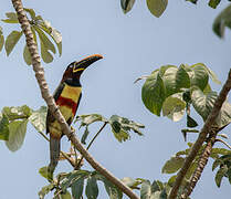 Chestnut-eared Aracari