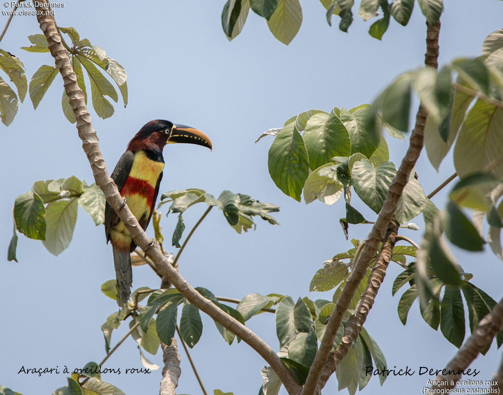 Chestnut-eared Aracari, identification, habitat