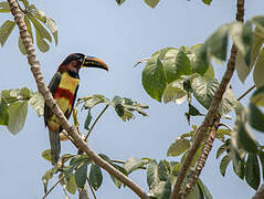 Chestnut-eared Aracari