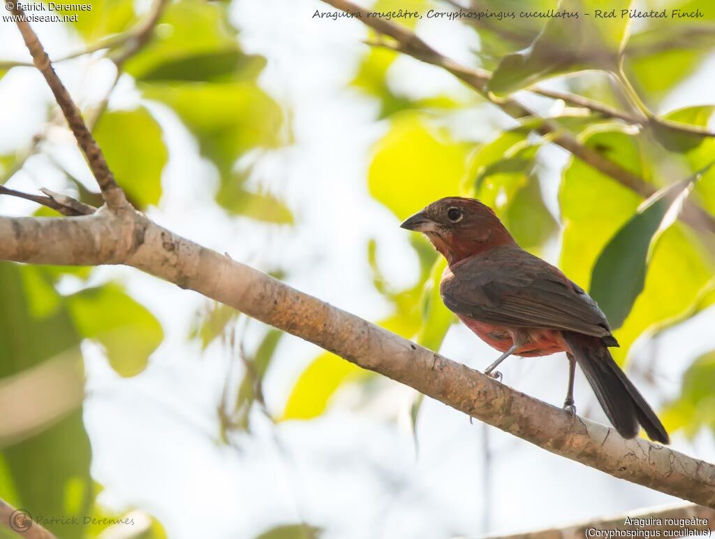 Araguira rougeâtre, identification, habitat