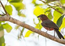 Red Pileated Finch