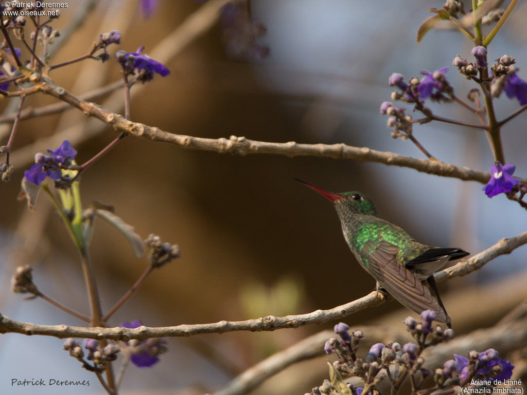 Glittering-throated Emerald, identification, habitat