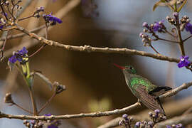 Glittering-throated Emerald