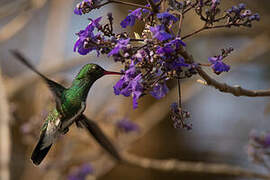 Glittering-throated Emerald