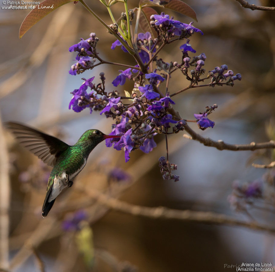 Glittering-throated Emerald, identification, habitat, feeding habits, eats