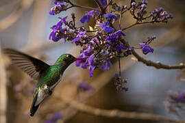 Glittering-throated Emerald