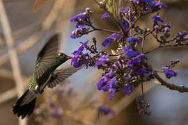 Glittering-throated Emerald