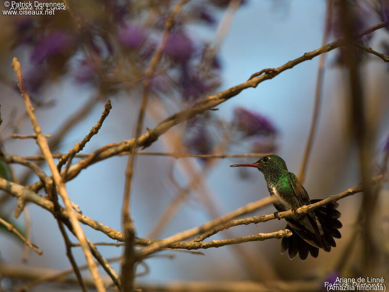 Glittering-throated Emerald, identification, habitat, courting display